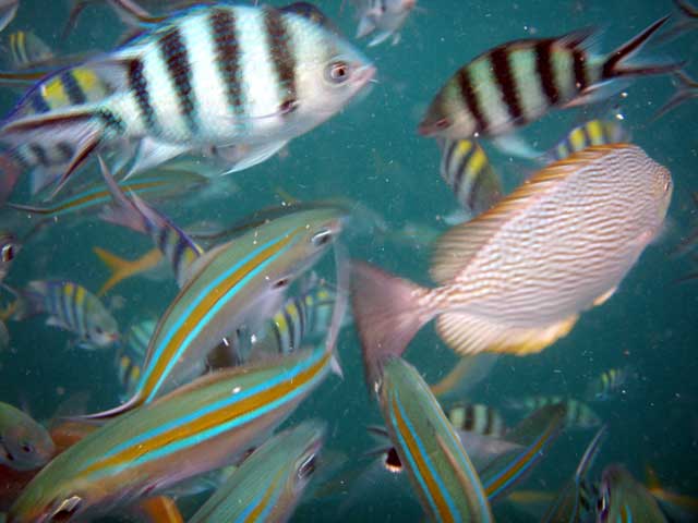 Мега-фотоотчет: Ко Чанг - с 2005 по 2010 г.