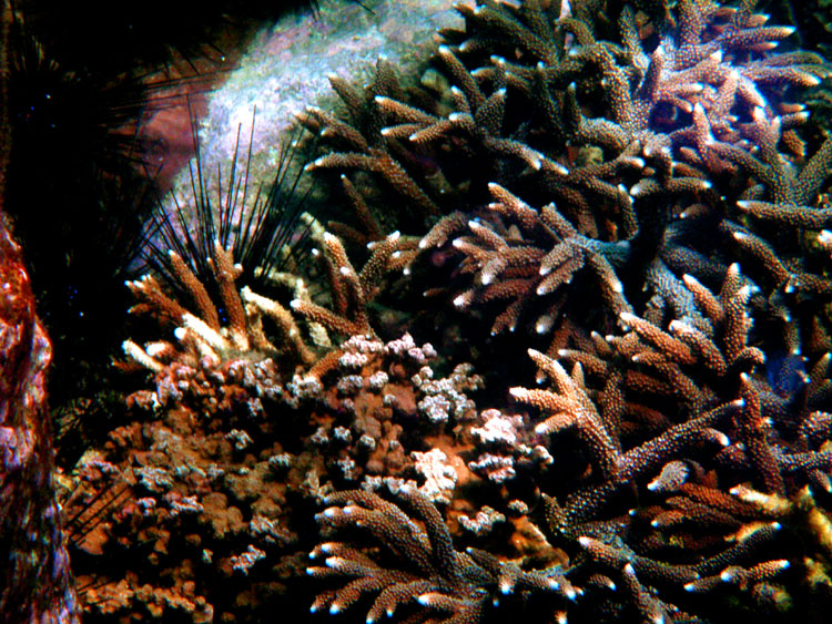 Мега-фотоотчет: Ко Чанг - с 2005 по 2010 г.