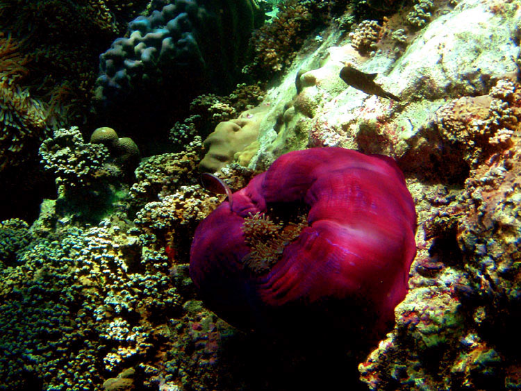 Мега-фотоотчет: Ко Чанг - с 2005 по 2010 г.