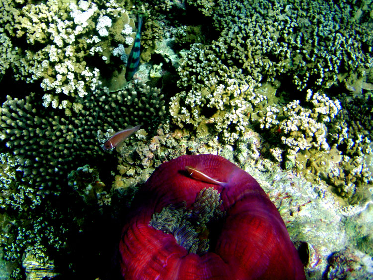 Мега-фотоотчет: Ко Чанг - с 2005 по 2010 г.