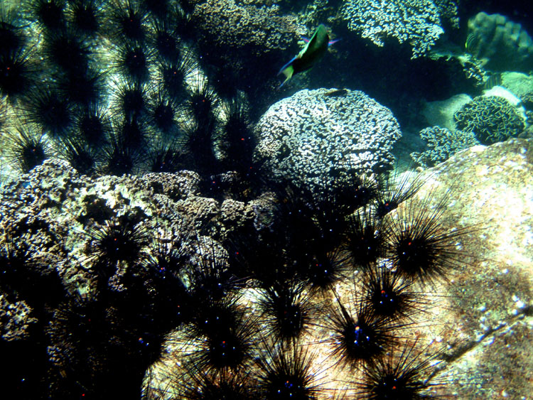 Мега-фотоотчет: Ко Чанг - с 2005 по 2010 г.