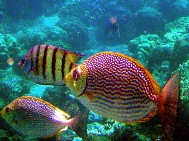 Мега-фотоотчет: Ко Чанг - с 2005 по 2010 г.