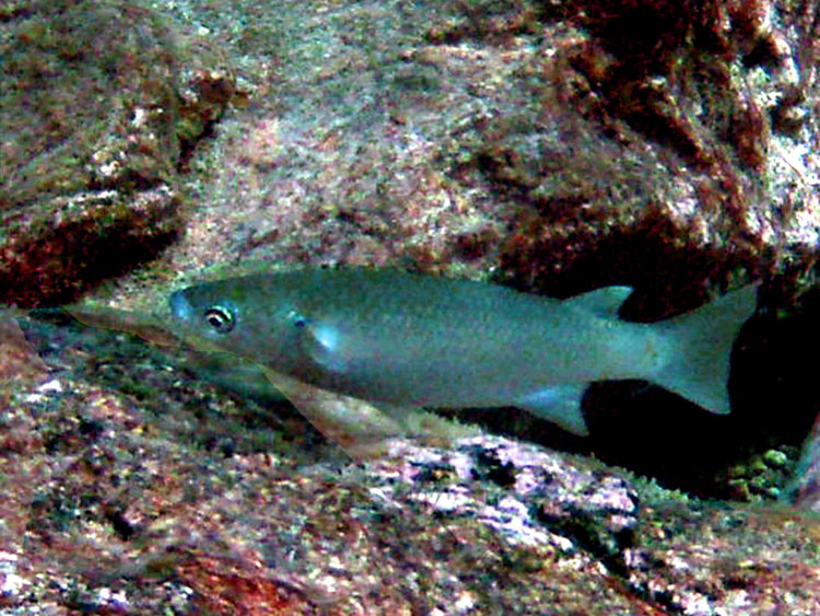 Мега-фотоотчет: Ко Чанг - с 2005 по 2010 г.