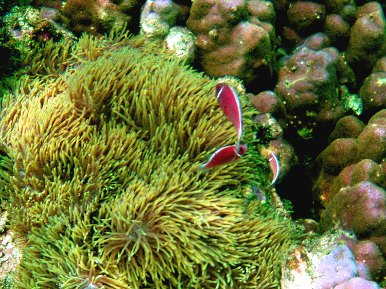 Мега-фотоотчет: Ко Чанг - с 2005 по 2010 г.