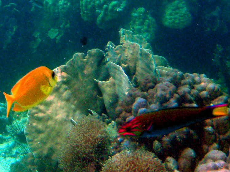 Мега-фотоотчет: Ко Чанг - с 2005 по 2010 г.