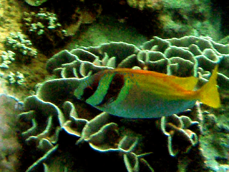 Мега-фотоотчет: Ко Чанг - с 2005 по 2010 г.