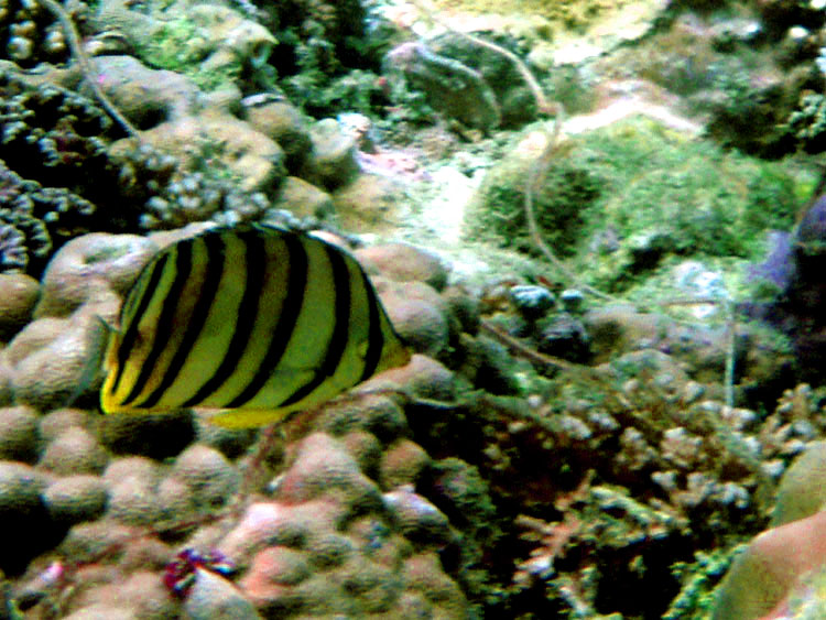 Мега-фотоотчет: Ко Чанг - с 2005 по 2010 г.