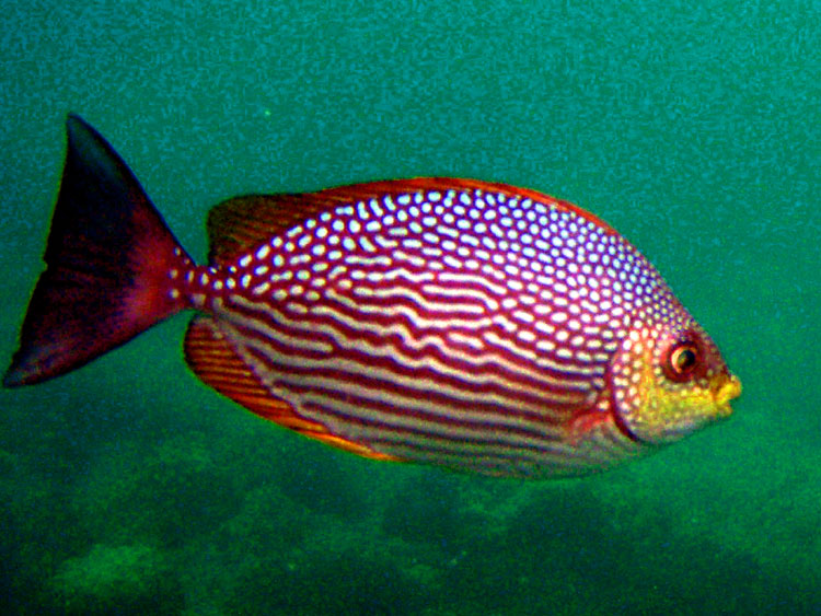 Мега-фотоотчет: Ко Чанг - с 2005 по 2010 г.