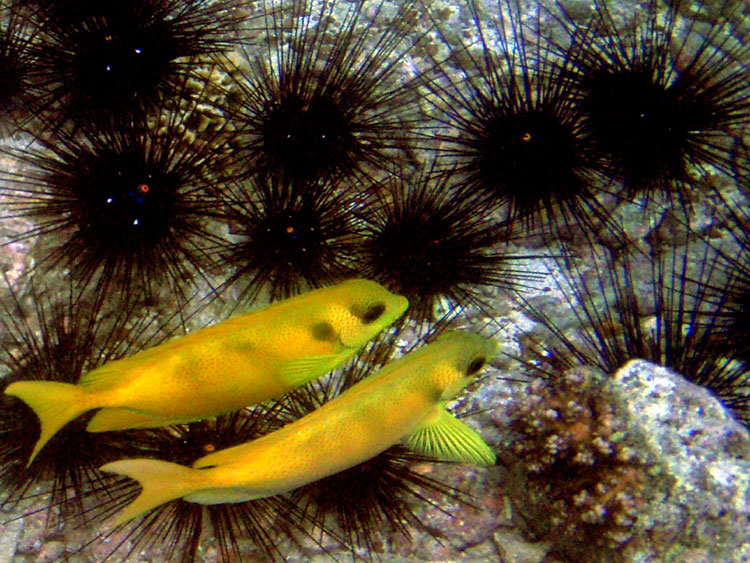 Мега-фотоотчет: Ко Чанг - с 2005 по 2010 г.