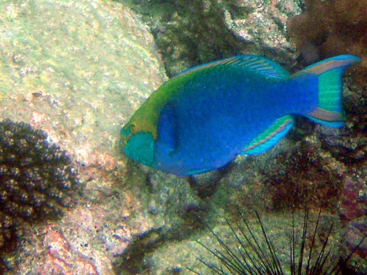 Мега-фотоотчет: Ко Чанг - с 2005 по 2010 г.