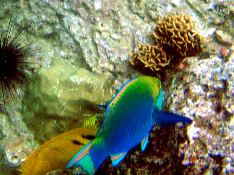 Мега-фотоотчет: Ко Чанг - с 2005 по 2010 г.