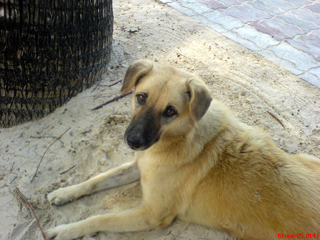 Мега-фотоотчет: Ко Чанг - с 2005 по 2010 г.