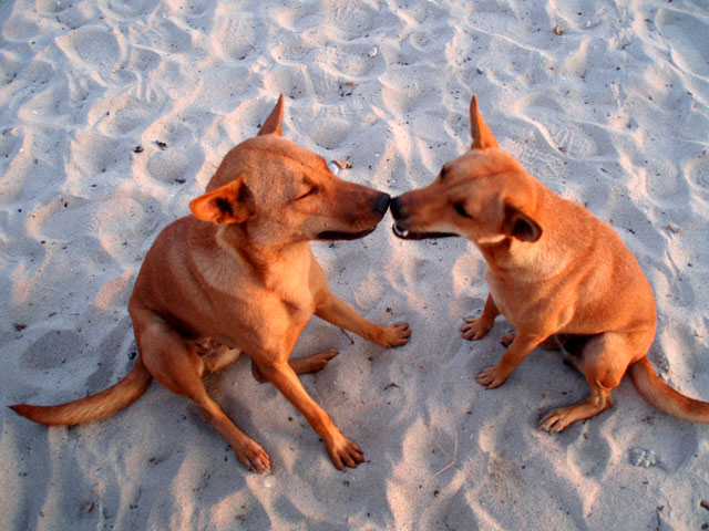 Мега-фотоотчет: Ко Чанг - с 2005 по 2010 г.