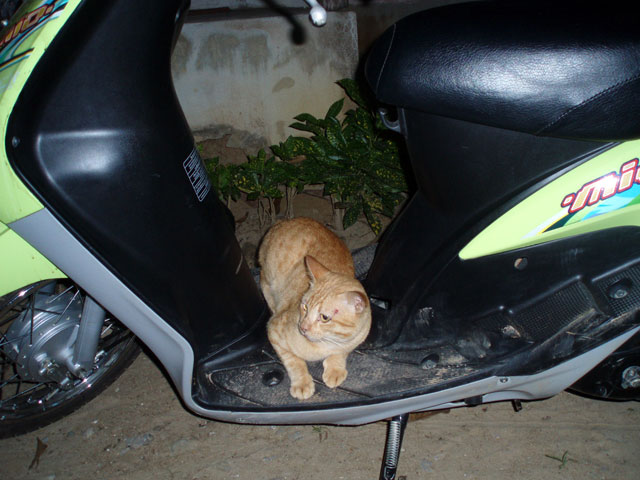 Мега-фотоотчет: Ко Чанг - с 2005 по 2010 г.